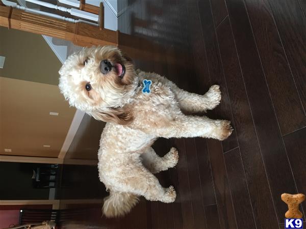 a goldendoodles dog standing on its hind legs