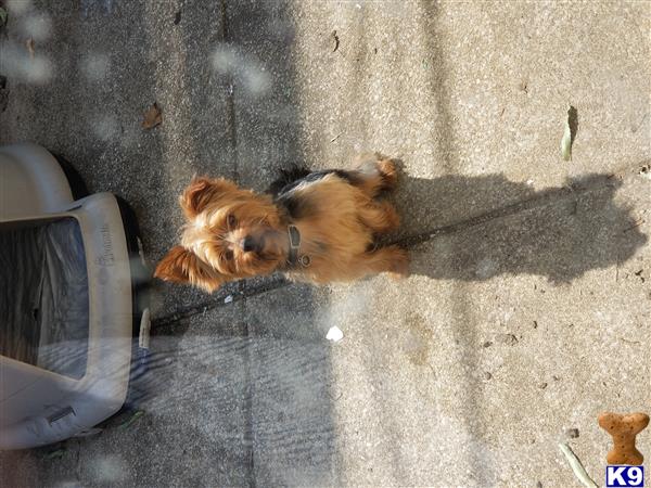 a yorkshire terrier dog standing on a sidewalk