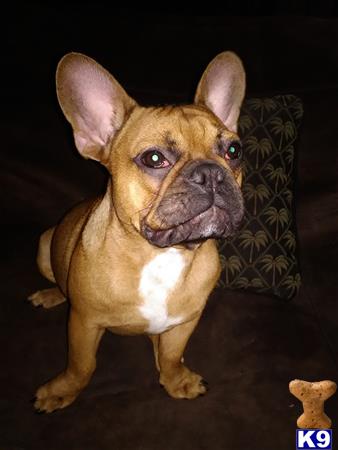 a french bulldog dog sitting on a chair