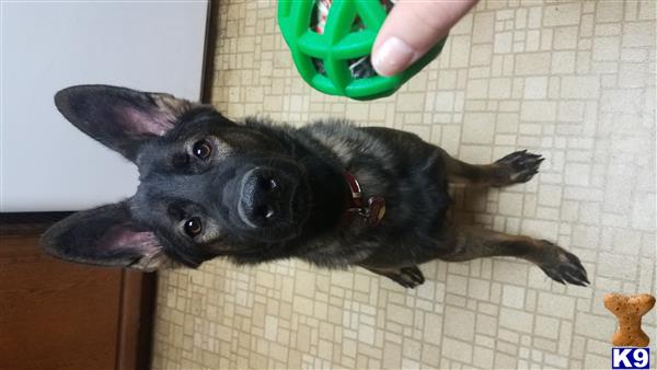 a german shepherd dog lying on the floor