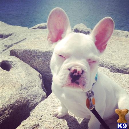 a white french bulldog dog with a pink collar