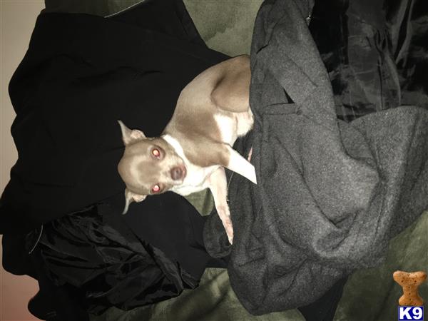a chihuahua dog lying on a blanket