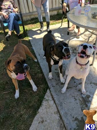 a group of boxer dogs sitting on the ground