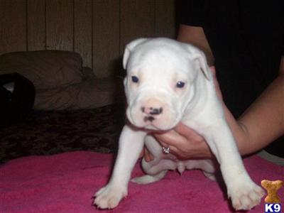 American Pit Bull Puppy for Sale: APBR-Solid White Female -SOLD 15 ...