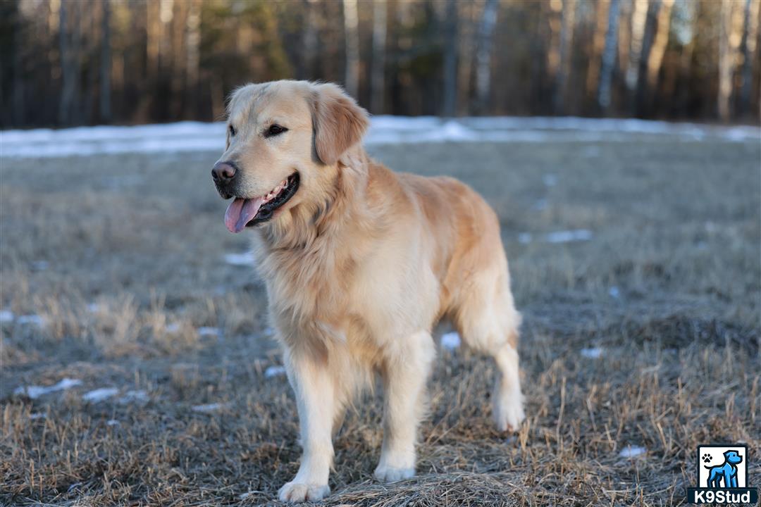 a golden retriever dog standing in a field