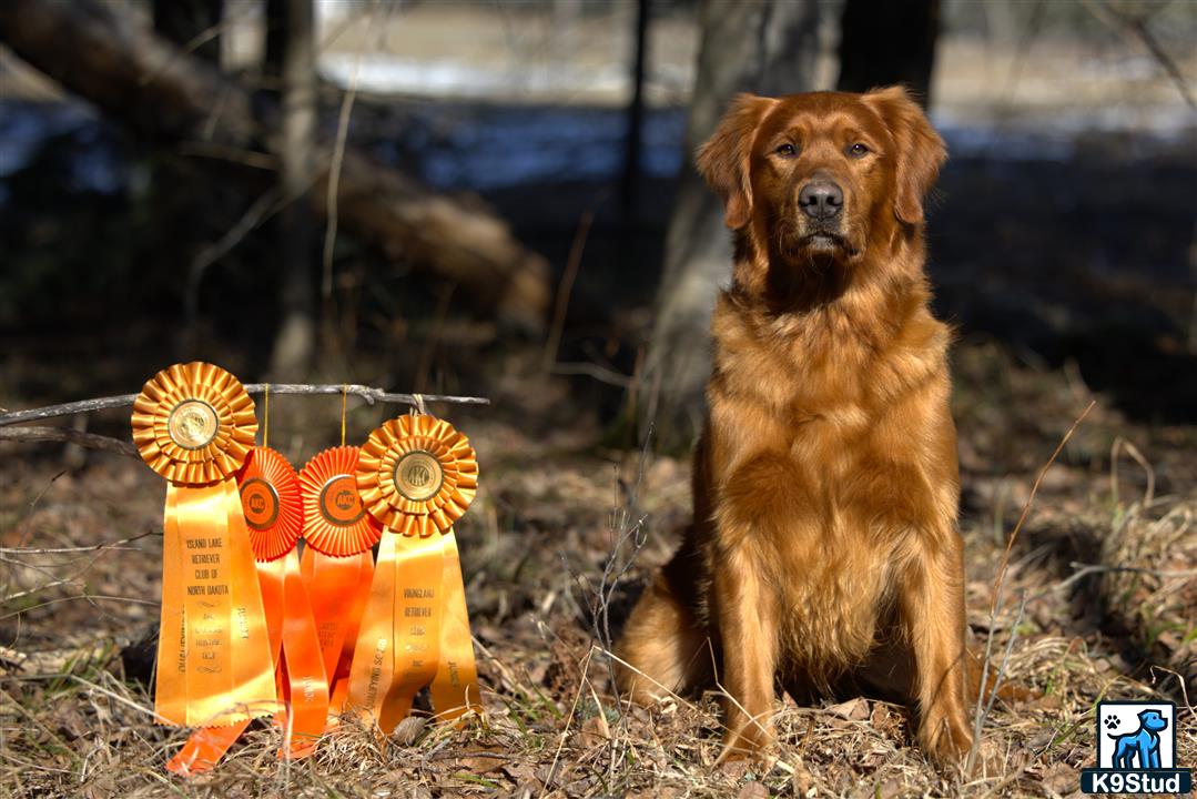 a golden retriever dog sitting next to a group of small toys