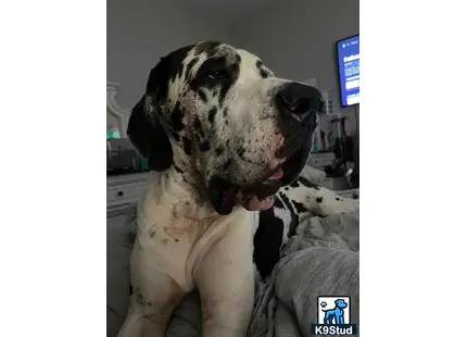 a great dane dog sitting on a bed