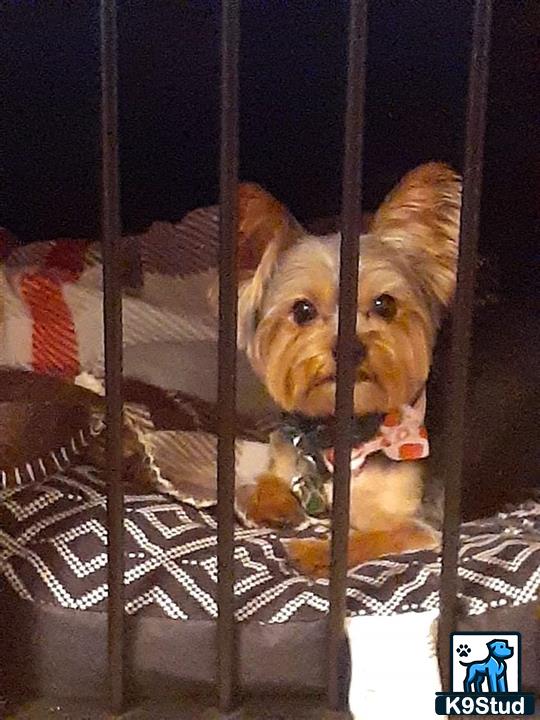 a yorkshire terrier dog in a cage