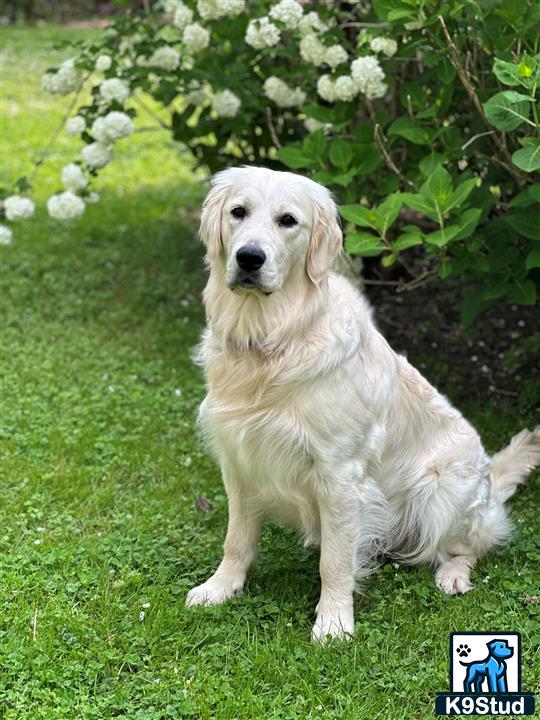a golden retriever dog sitting in a grassy area