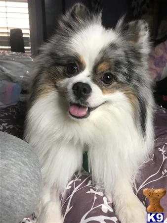 a pomeranian dog with its tongue out