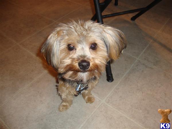 a yorkshire terrier dog sitting on the floor