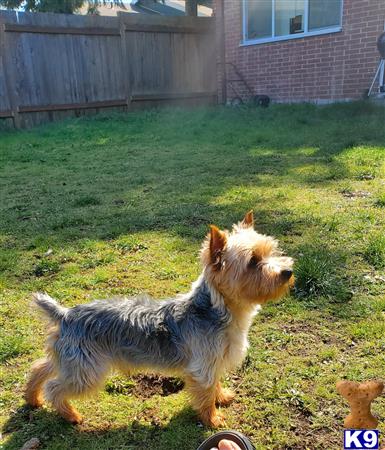 a yorkshire terrier dog standing in a yard