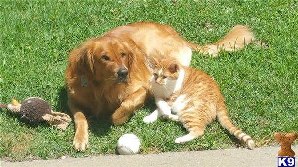 a golden retriever dog and a cat lying on grass