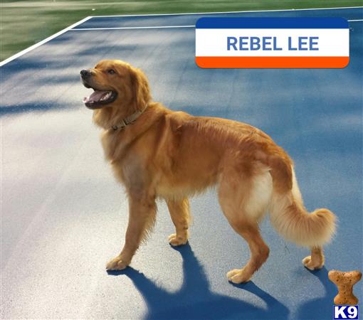 a golden retriever dog standing on a road