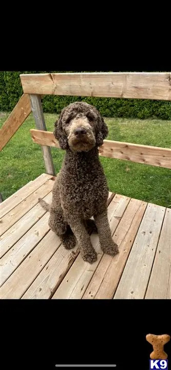 a poodle dog sitting on a wood deck