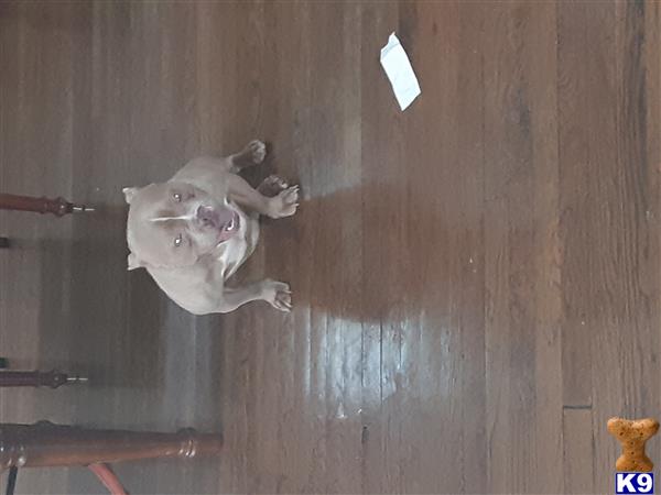 a american bully dog lying on the floor