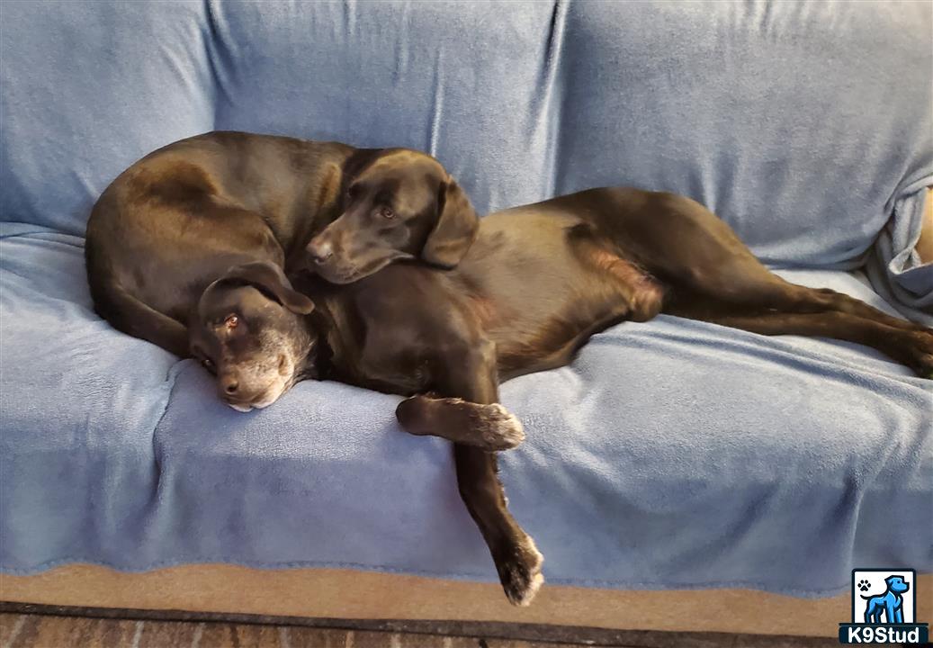 a labrador retriever dog lying on a bed