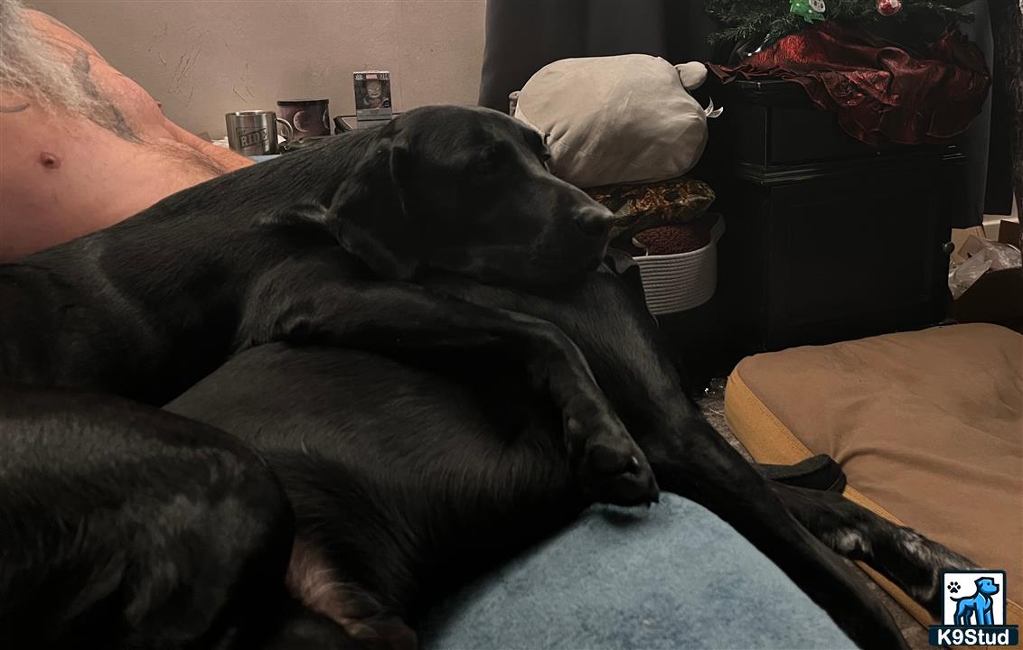 a person lying on a couch with a labrador retriever dog