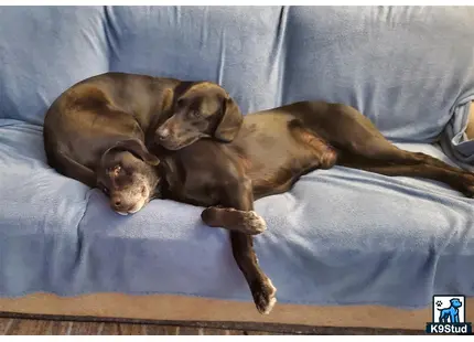 a labrador retriever dog lying on a bed