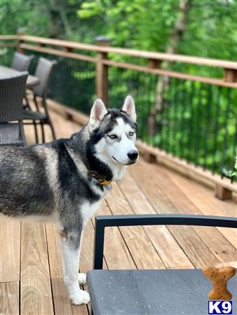 a siberian husky dog standing on a deck