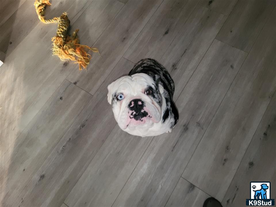 a english bulldog dog looking at a spider