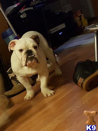 a english bulldog dog sitting on the floor