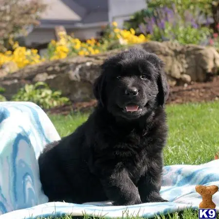 a black newfoundland dog sitting on a blanket