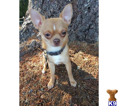 a chihuahua dog standing next to a tree
