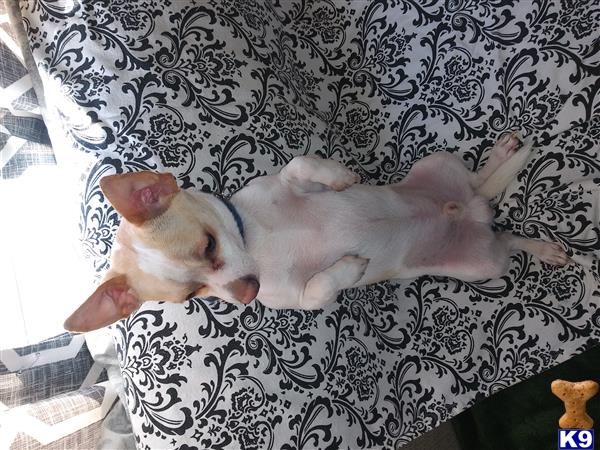 a chihuahua dog lying on a couch