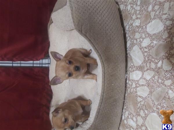 a couple of chihuahua dogs in a chihuahua dog bed