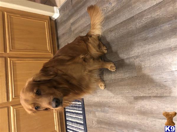 a golden retriever dog standing on its hind legs