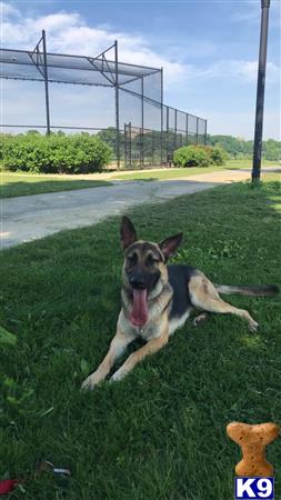 a german shepherd dog lying in the grass