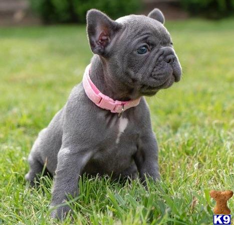 a small french bulldog puppy in a grassy area