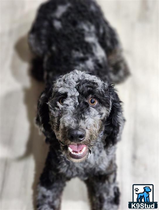 a bernedoodle dog with a black background