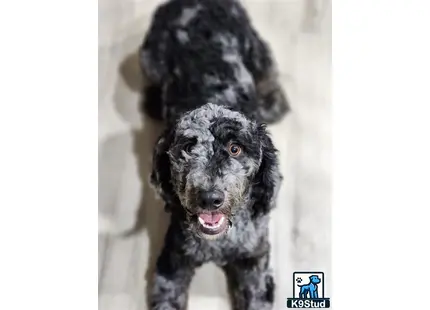 a bernedoodle dog with a black background