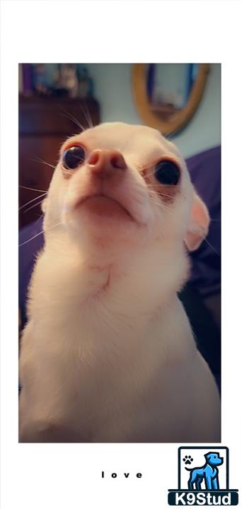 a chihuahua dog with a human face