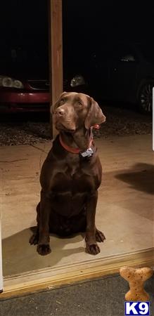 a labrador retriever dog sitting on a wood floor