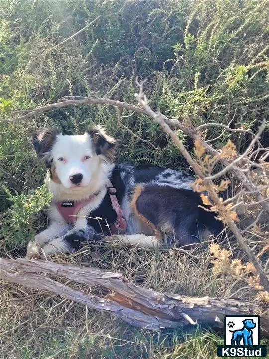 Miniature Australian Shepherd