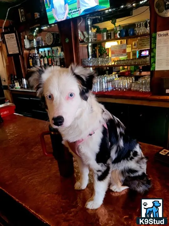 Miniature Australian Shepherd female dog