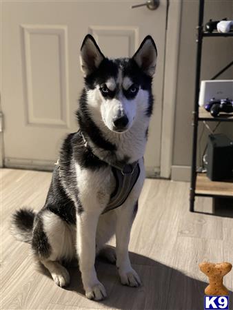 a siberian husky dog sitting on the floor