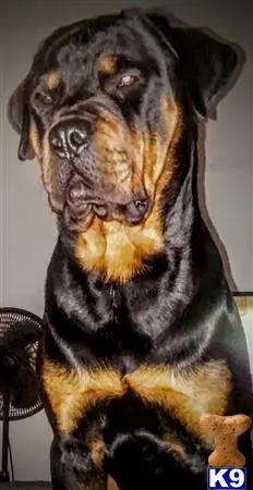 a rottweiler dog with a bone in its mouth