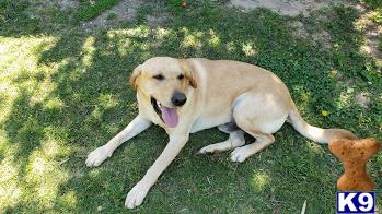 a labrador retriever dog lying on grass
