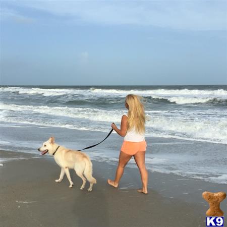 a person walking a german shepherd dog on a beach