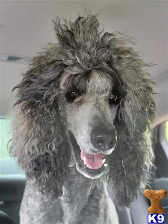 a poodle dog with curly hair