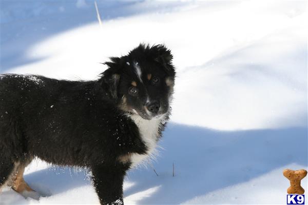 a australian shepherd dog standing in the snow