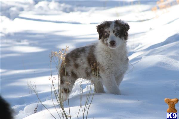 a australian shepherd dog standing in the snow