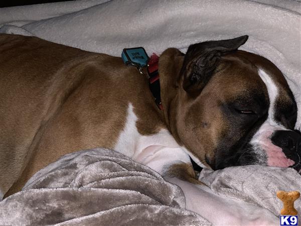 a boxer dog sleeping on a bed