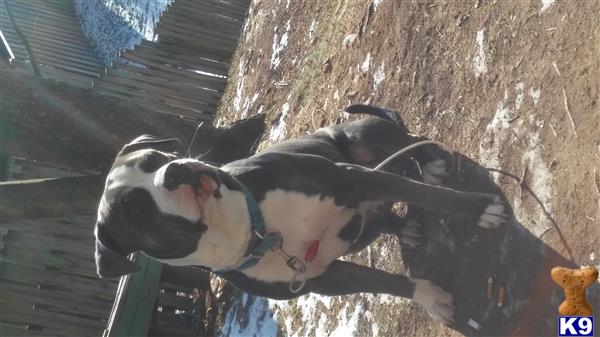 a american pit bull dog standing on a wooden deck