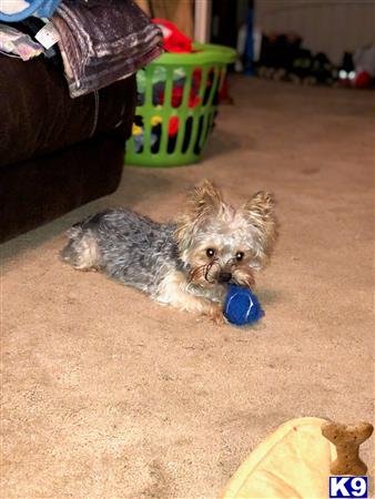 a yorkshire terrier dog lying on the floor with a ball in its mouth