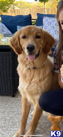 a golden retriever dog standing on a patio